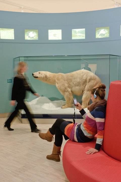 Besucherin vor einer Vitrine mit ausgestopften Eisbären